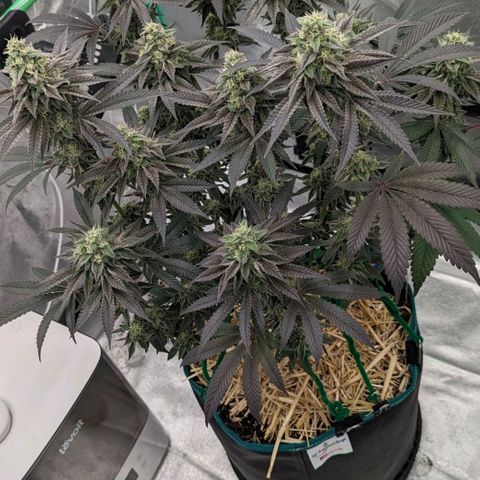 Payton  #1 growlog timeline photo