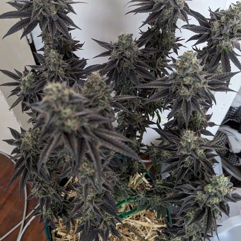 Payton  #1 growlog timeline photo