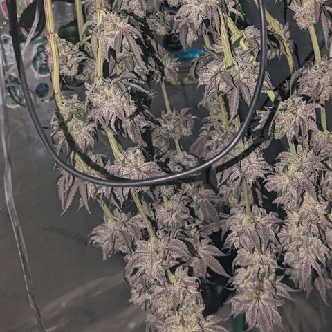 Payton  #1 growlog timeline photo