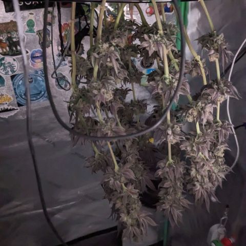 Payton  #1 growlog timeline photo