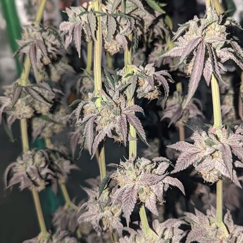 Payton  #1 growlog timeline photo