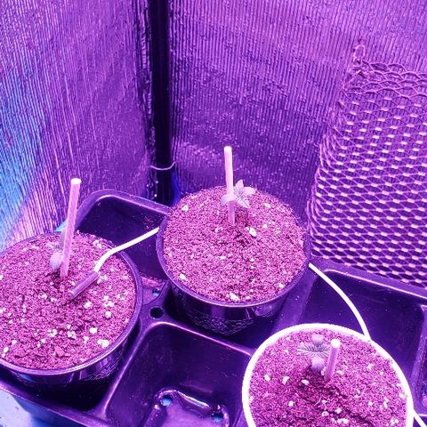 Maple Sherbet growlog timeline photo