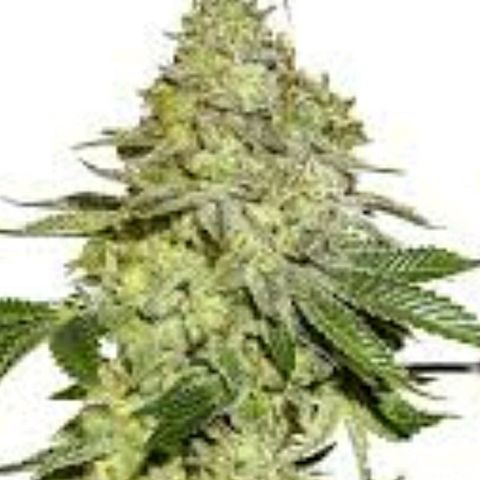 Maple Sherbet growlog timeline photo