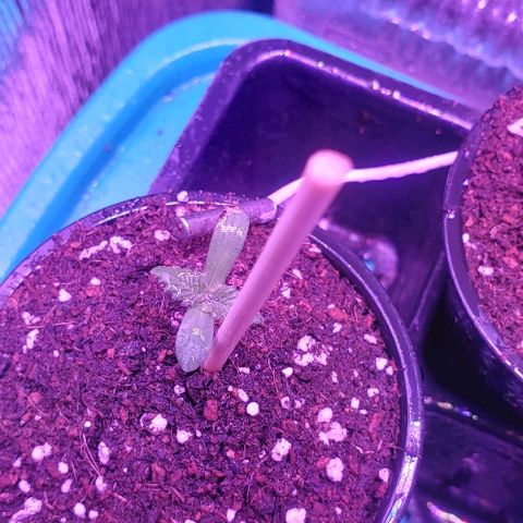 Maple Sherbet growlog timeline photo