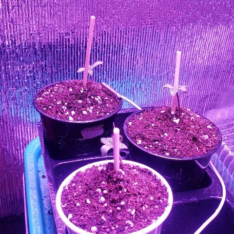 Maple Sherbet growlog timeline photo