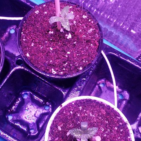 Maple Sherbet growlog timeline photo