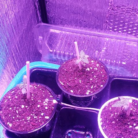 Maple Sherbet growlog timeline photo