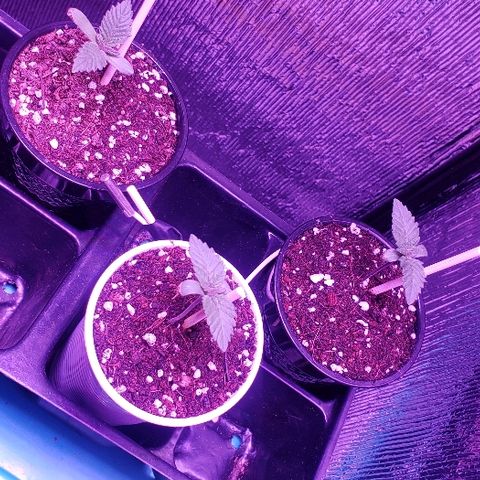 Maple Sherbet growlog timeline photo