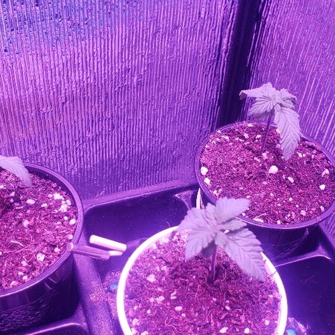 Maple Sherbet growlog timeline photo