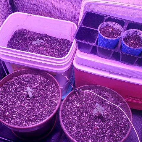 Maple Sherbet growlog photo: Le hecho repelente natural  aji picante y ajo remojado