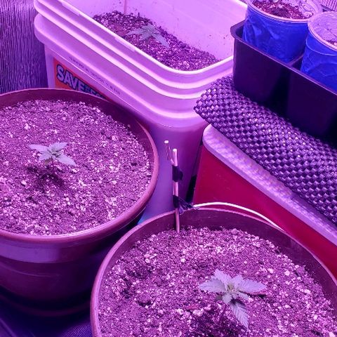 Maple Sherbet growlog timeline photo