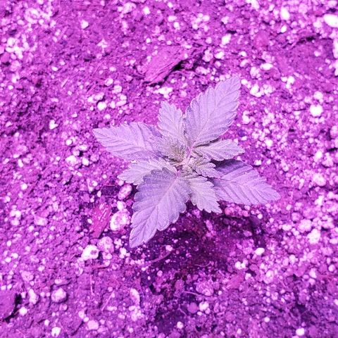 Maple Sherbet growlog timeline photo