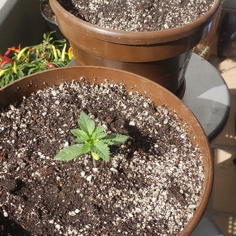 Maple Sherbet growlog photo: Riego con enraizante lenteja