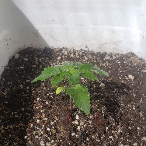 Maple Sherbet growlog photo: Riego con enraizante lenteja