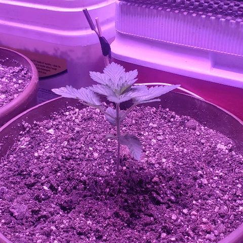 Maple Sherbet growlog photo: Dia de riego con enraizante de lentejas y te de plátano y cascara de huevo, previamente licuado 
