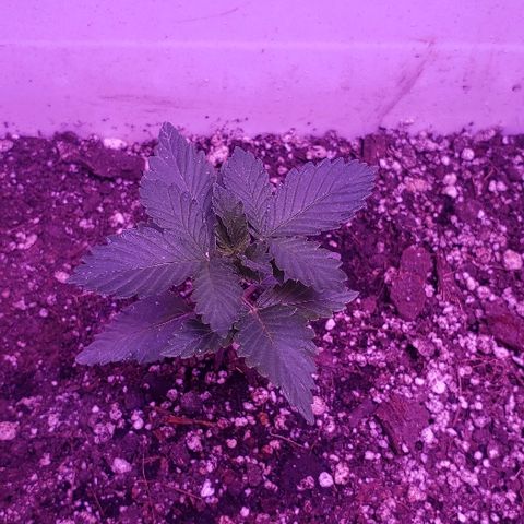 Maple Sherbet growlog photo: Dia de riego con enraizante de lentejas y te de plátano y cascara de huevo, previamente licuado 
