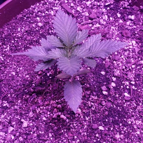 Maple Sherbet growlog photo: Dia de riego con enraizante de lentejas y te de plátano y cascara de huevo, previamente licuado 
