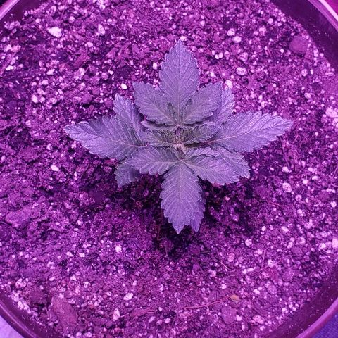 Maple Sherbet growlog photo: Dia de riego con enraizante de lentejas y te de plátano y cascara de huevo, previamente licuado 
