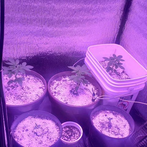 Maple Sherbet growlog photo: Dia de poda apical 