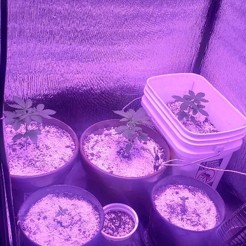 Maple Sherbet growlog photo: Dia de poda apical 