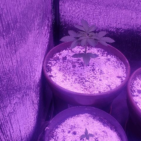 Maple Sherbet growlog photo: Dia de poda apical 