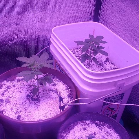 Maple Sherbet growlog photo: Dia de poda apical 