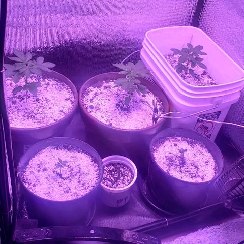 Maple Sherbet growlog photo: Dia de poda apical 