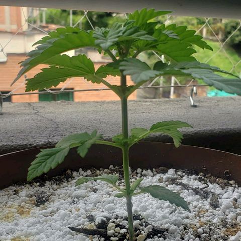 Maple Sherbet growlog timeline photo