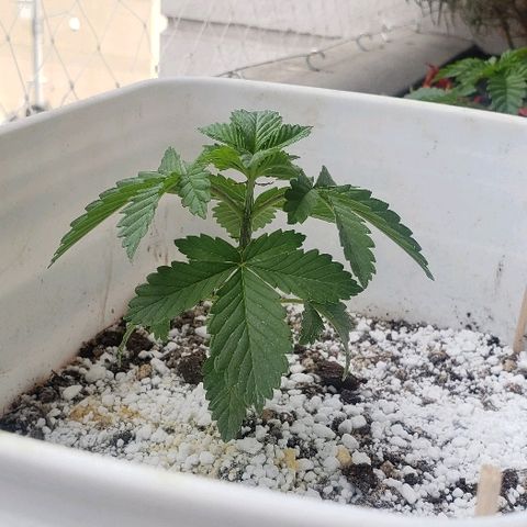 Maple Sherbet growlog timeline photo