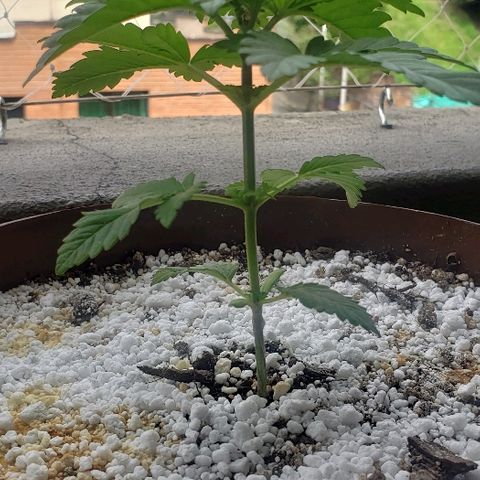Maple Sherbet growlog timeline photo