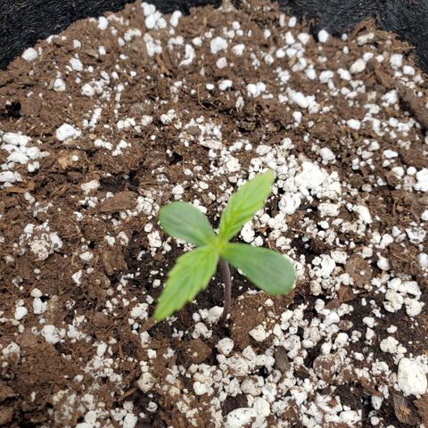 Nami growlog timeline photo