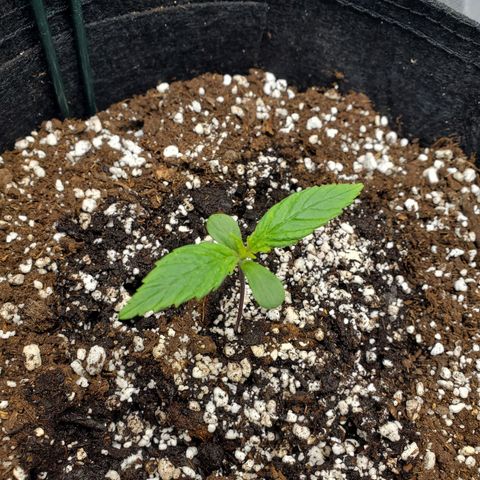 Nami growlog timeline photo