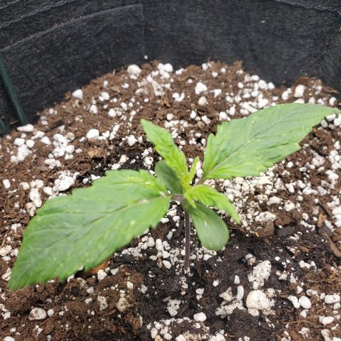 Nami growlog timeline photo