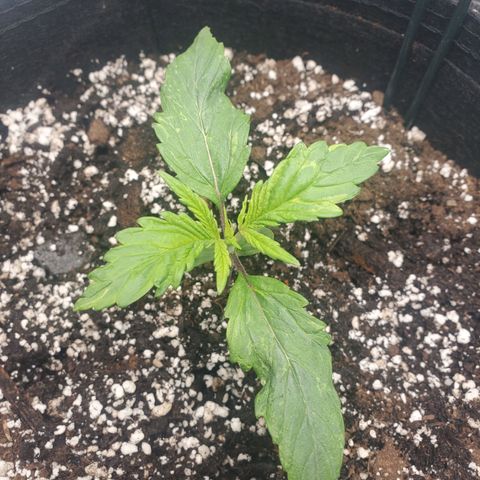 Nami growlog timeline photo
