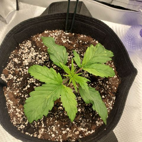 Nami growlog timeline photo