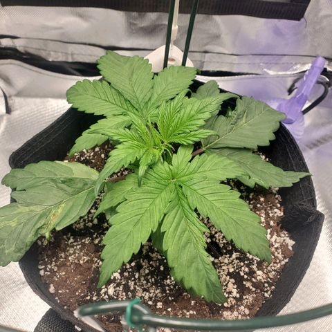 Nami growlog timeline photo