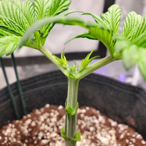 Nami growlog timeline photo