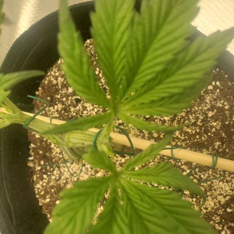 Nami growlog timeline photo
