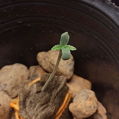 Nirvi growlog timeline photo