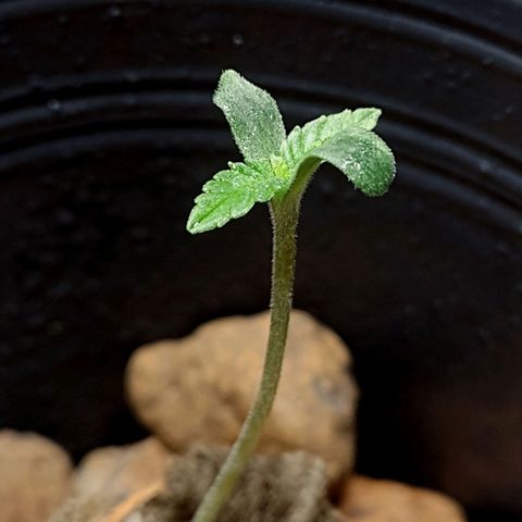 Nirvi growlog timeline photo