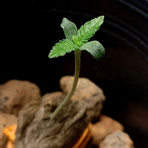 Nirvi growlog timeline photo