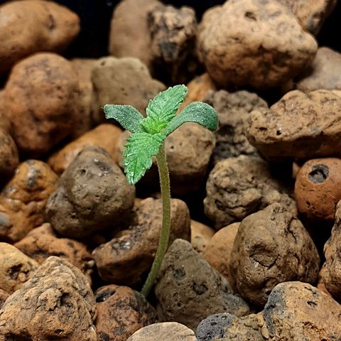 Nirvi growlog timeline photo
