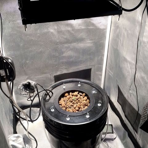 Nirvi growlog timeline photo
