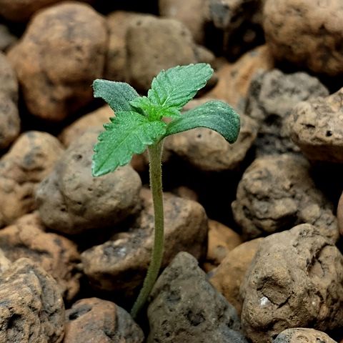 Nirvi growlog timeline photo