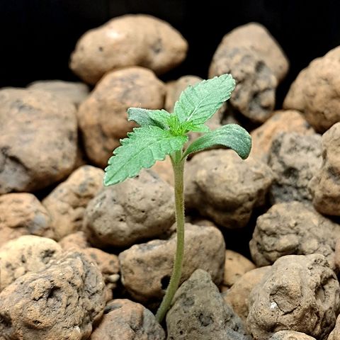 Nirvi growlog timeline photo