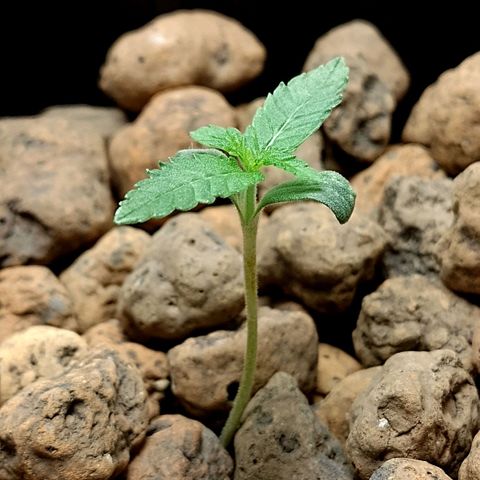 Nirvi growlog timeline photo