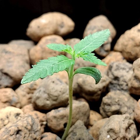 Nirvi growlog timeline photo