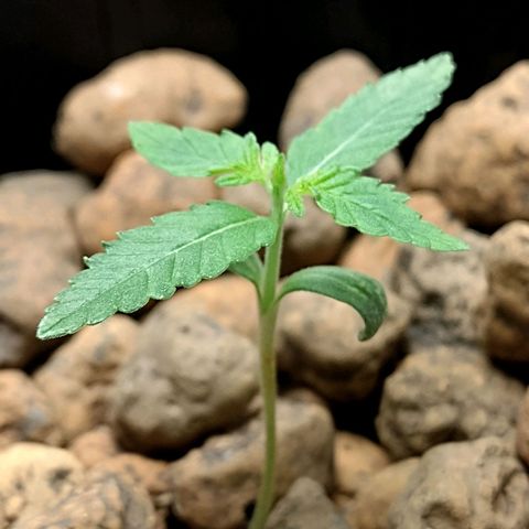 Nirvi growlog timeline photo
