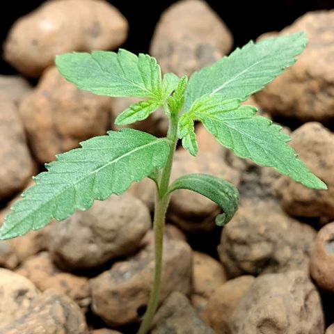 Nirvi growlog timeline photo