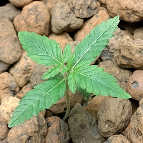 Nirvi growlog timeline photo